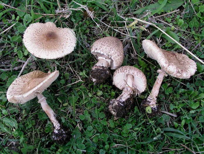 Macrolepiota sp. (cfr. Macrolepiota mastoidea)