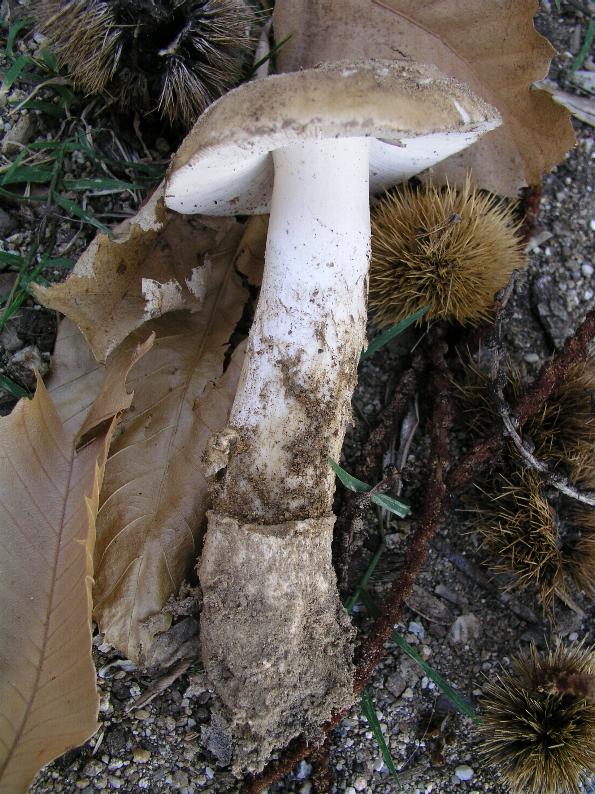 Amanita gilbertii var. gilbertii Beaus.