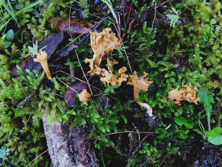 Ramaria clavarioides