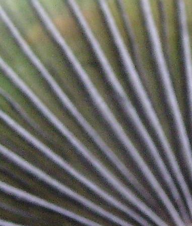 Quiz.....cosa sar�?