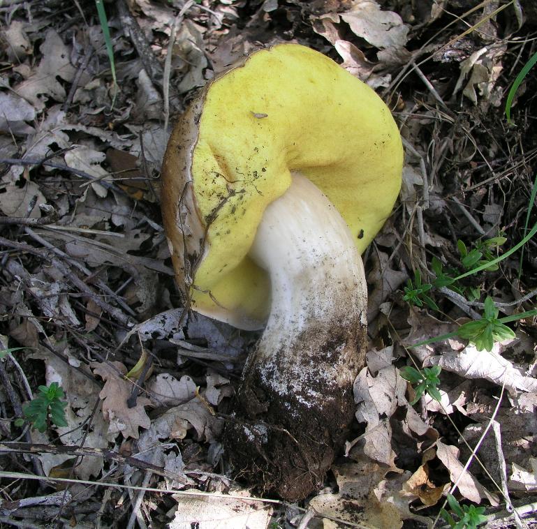 Boletus ....invernale