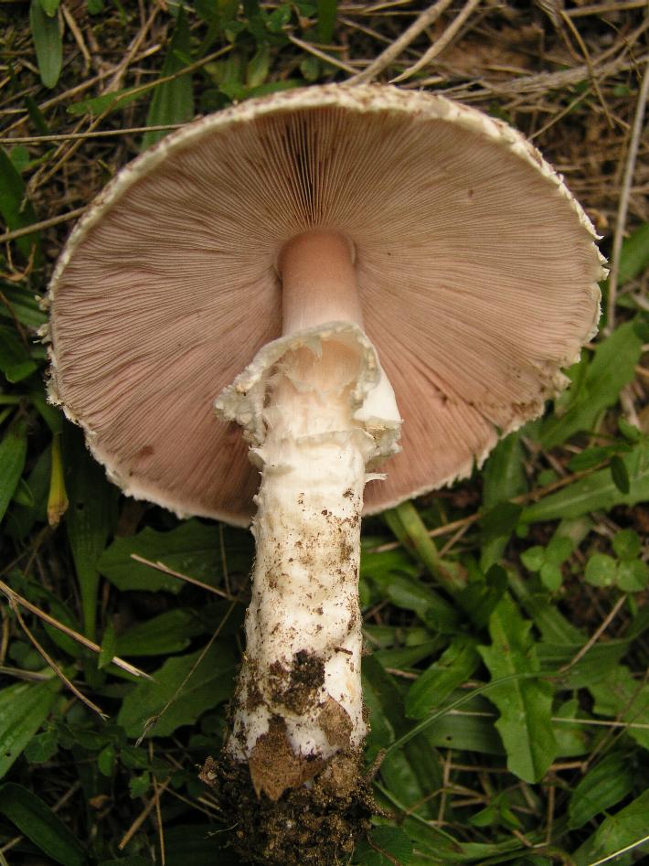 Agaricus?....o altro!