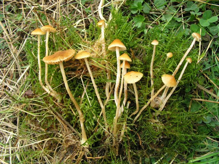 Galerina  nel Parco Naz. della Sila