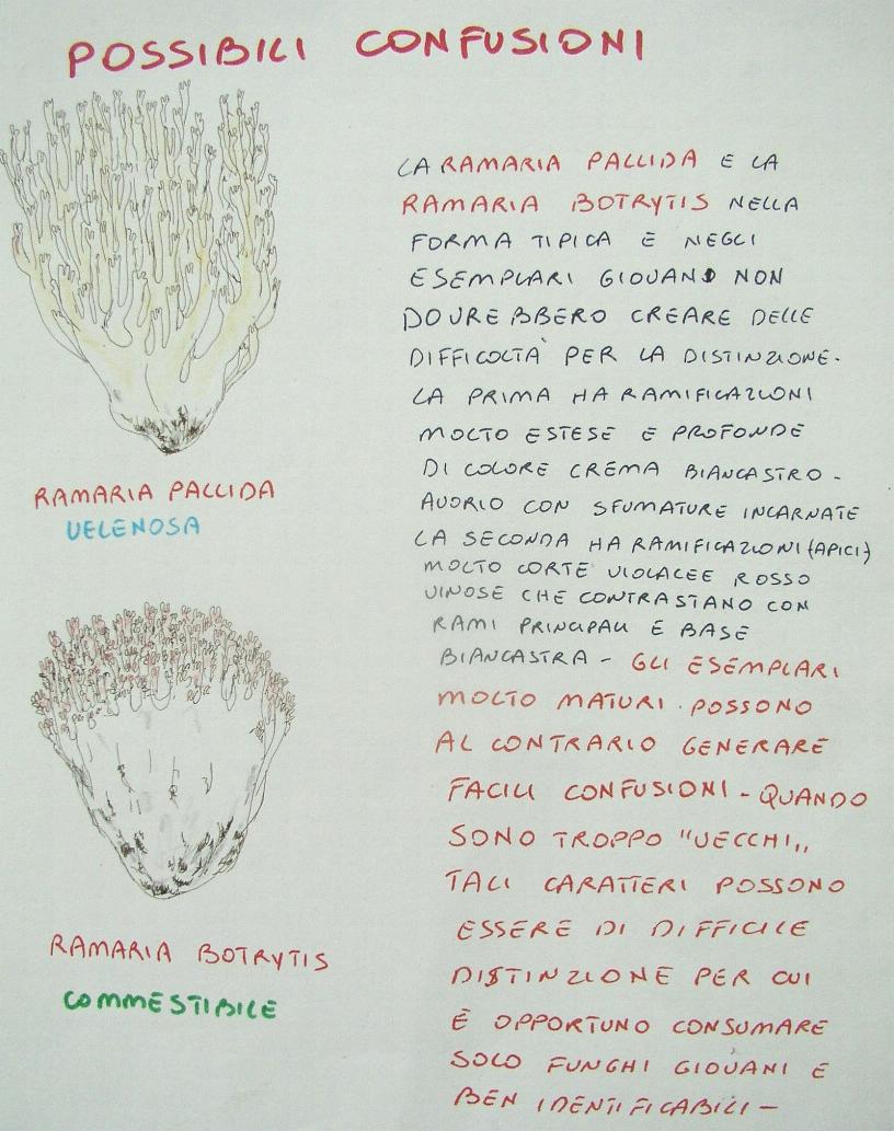 una mostra micologica