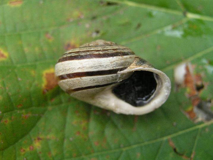 Eobania vermiculata (O.F. Mller, 1774)