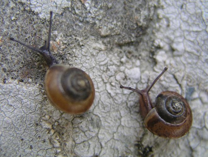 Hygromia (Hygromia) cinctella (Draparnaud, 1801)