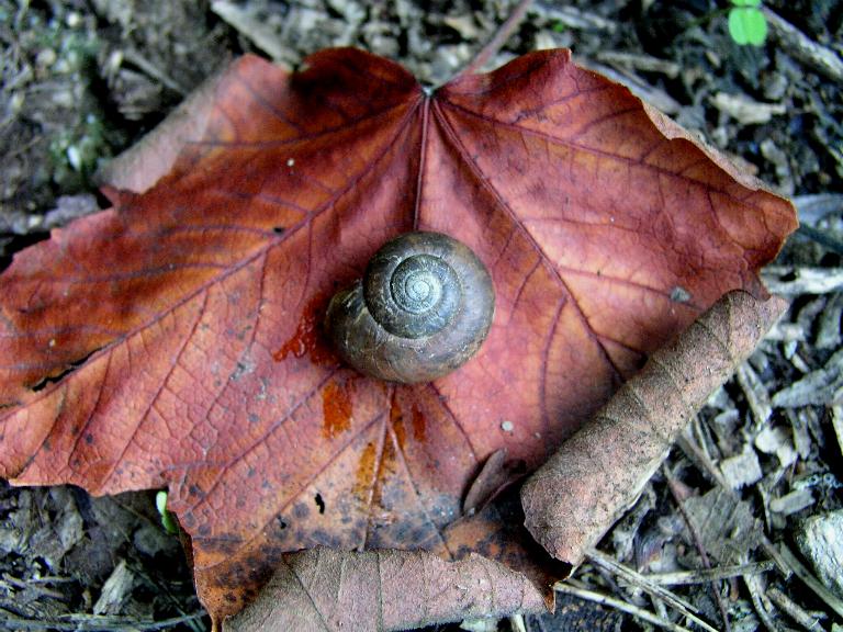 Retinella olivetorum icterica  (Tiberi, 1872)