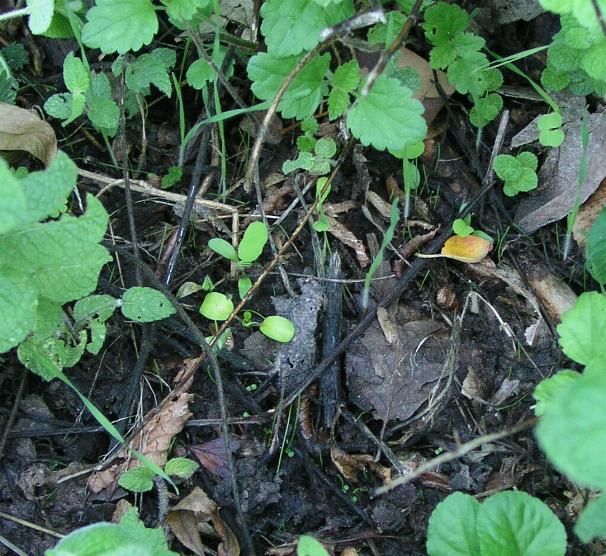 Conocybe....Galerella?