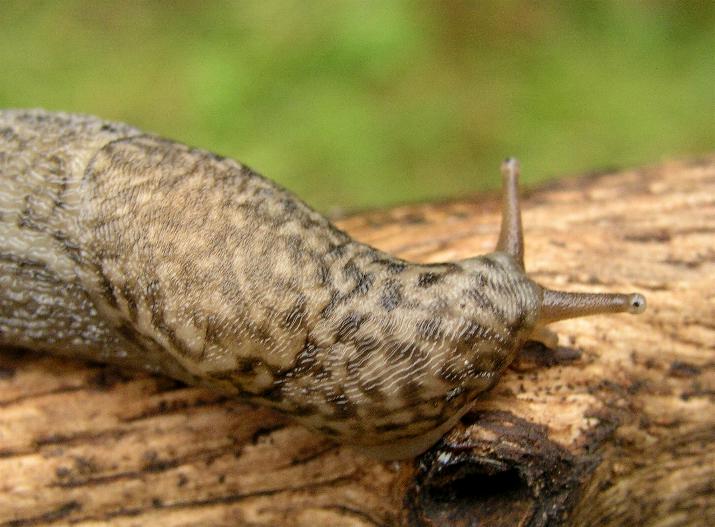 Limax calabresi da San Pietro in Guarano (CS)