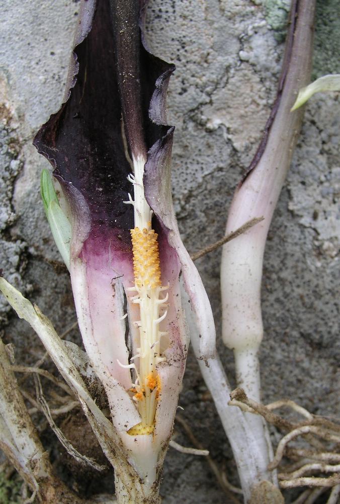 Biarum tenuifolium / Gigaro a foglie sottili