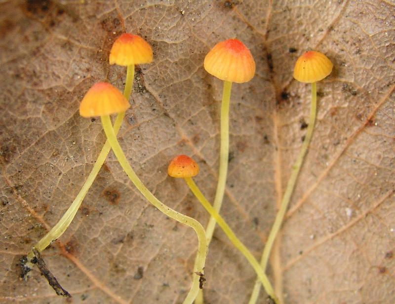 Mycena acicula (Schaeff.) P. Kumm