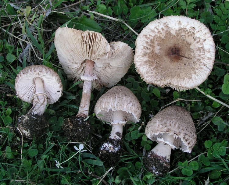 Macrolepiota sp. (cfr. Macrolepiota mastoidea)