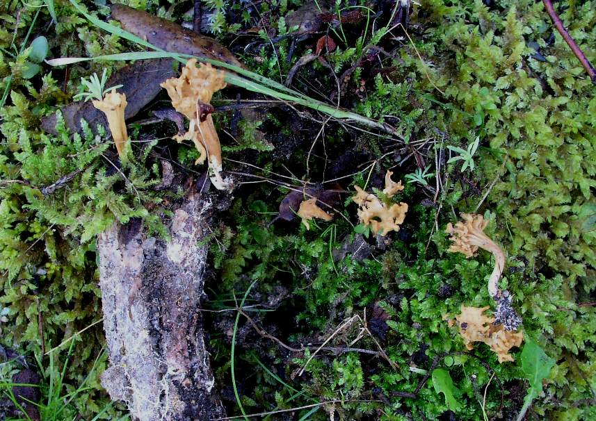 Ramaria clavarioides