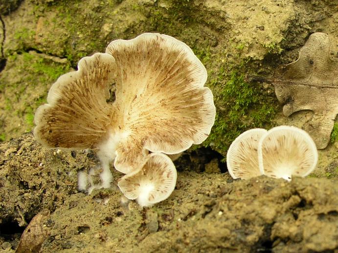 Tre lignicoli....interessanti