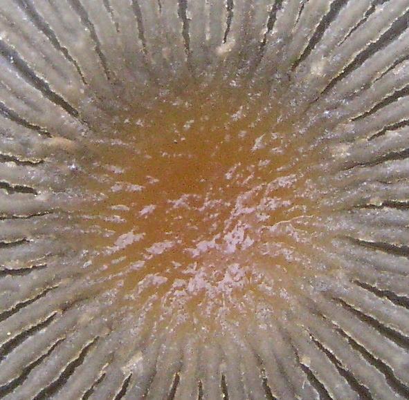 Quiz.....cosa sar�?