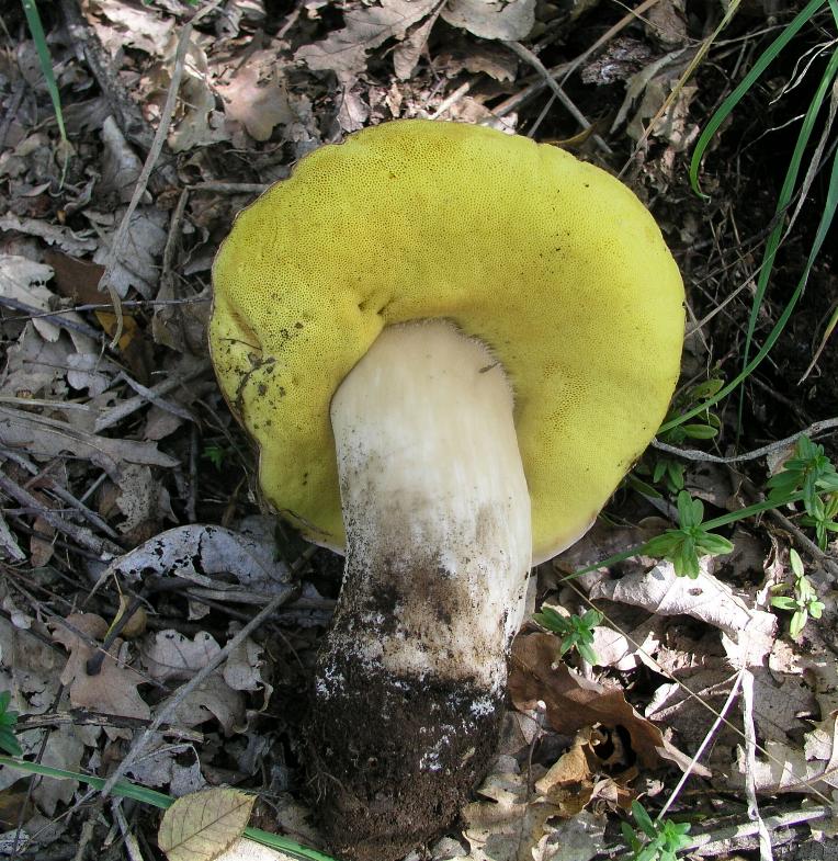 Boletus ....invernale