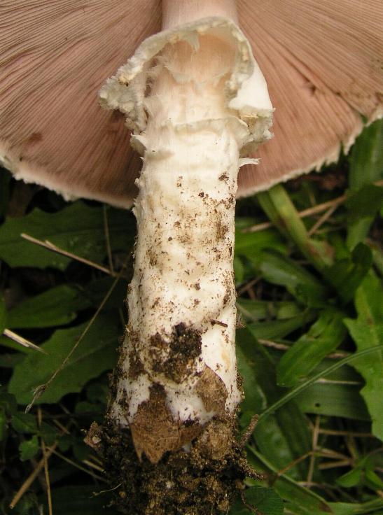 Agaricus?....o altro!