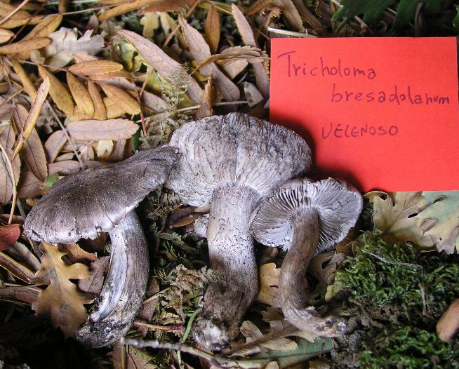 una mostra micologica