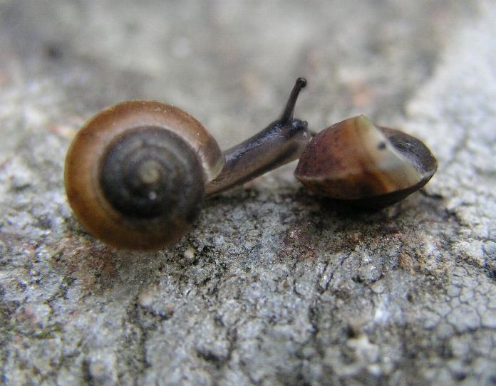 Hygromia (Hygromia) cinctella (Draparnaud, 1801)