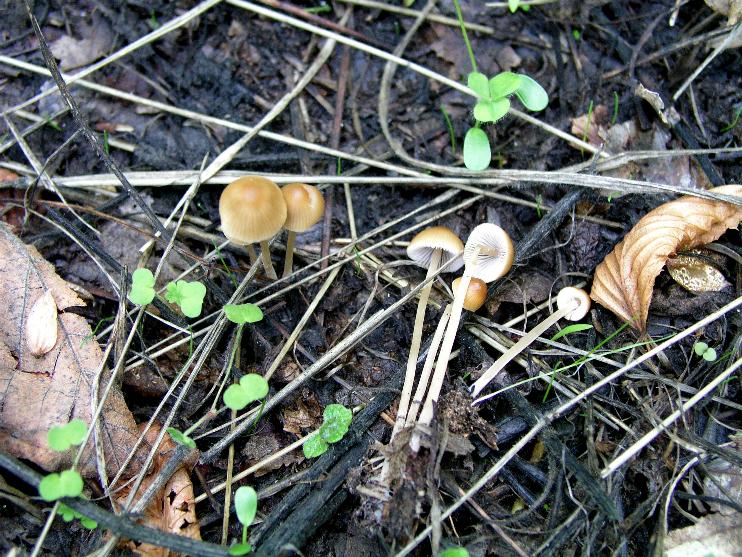 Conocybe....Galerella?
