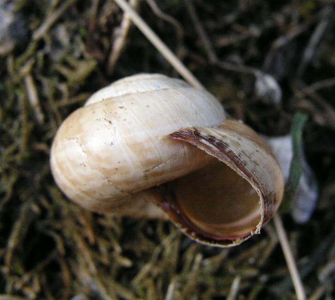 Cernuella virgata