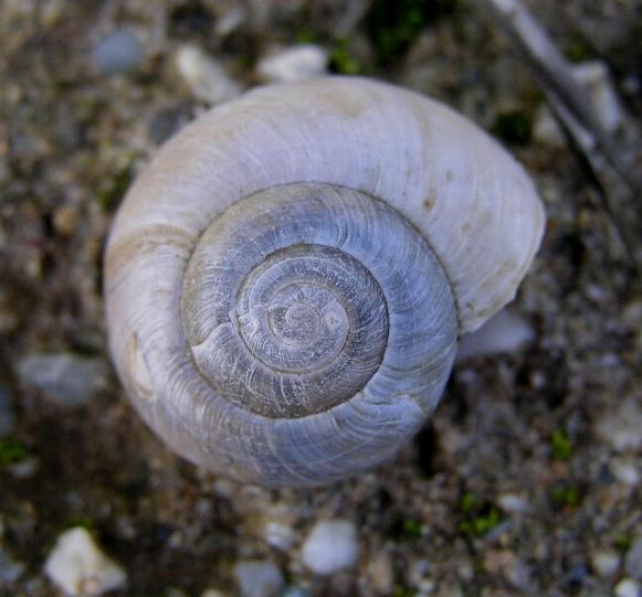 Un''altra Retinella?