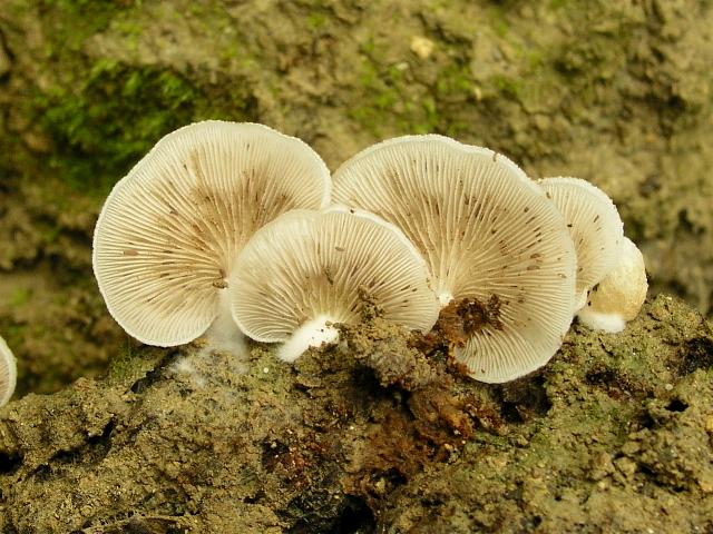 Tre lignicoli....interessanti