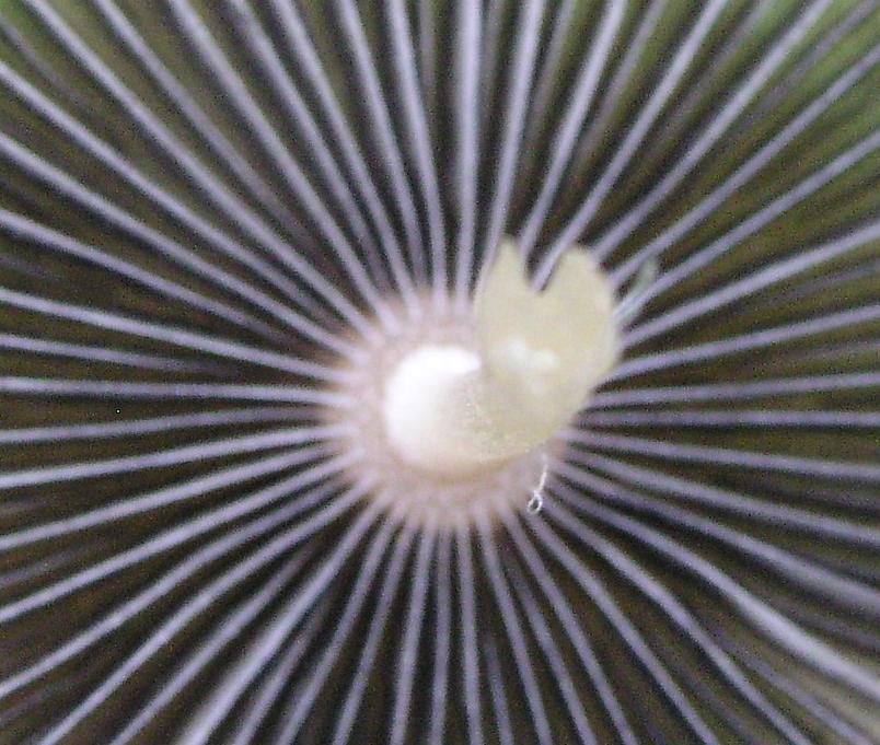 Quiz.....cosa sar�?