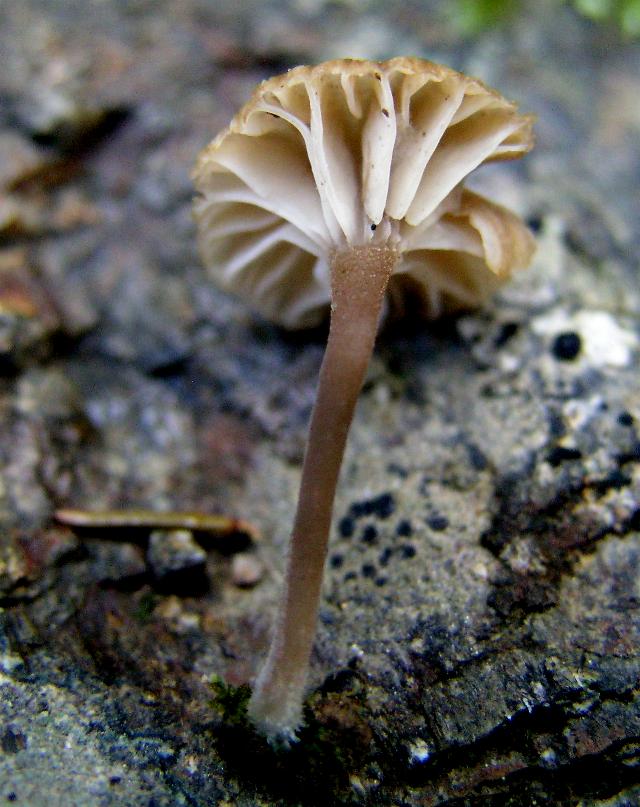 Hemimycena  ignobilis?