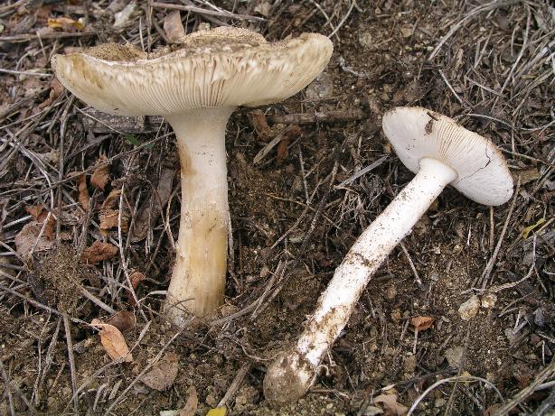 Amanita gilbertii var. gilbertii Beaus.