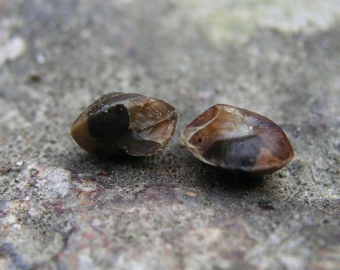 Hygromia (Hygromia) cinctella (Draparnaud, 1801)