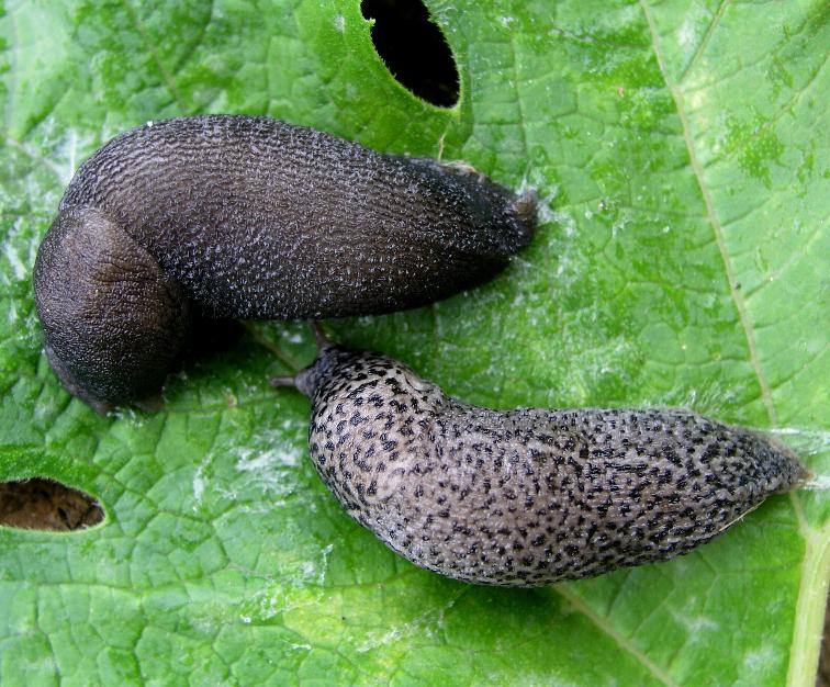 Limax sp. n. da Cosenza (CS)
