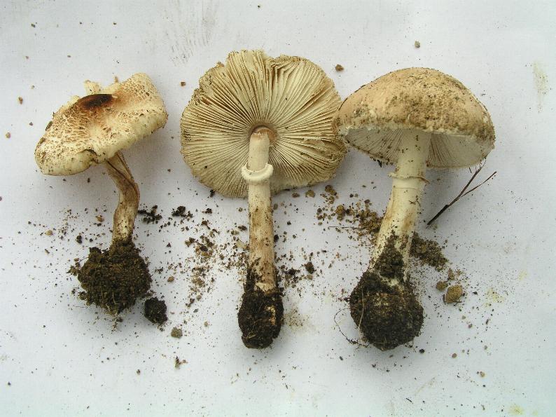 Funghi pericolosi