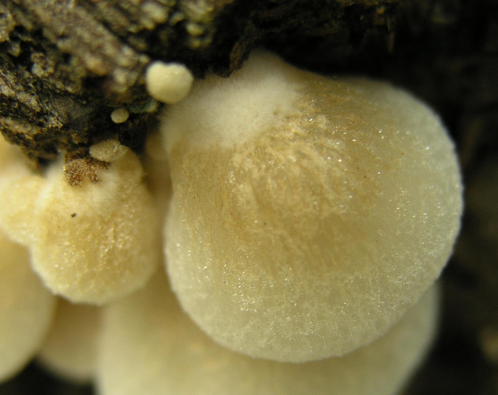 Tre lignicoli....interessanti