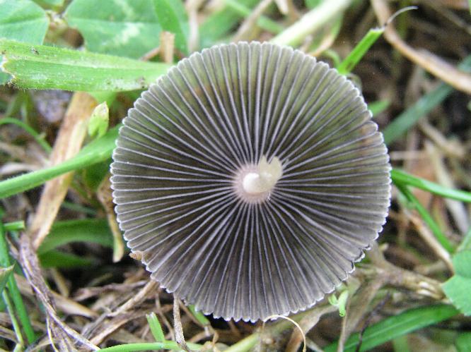 Quiz.....cosa sar�?