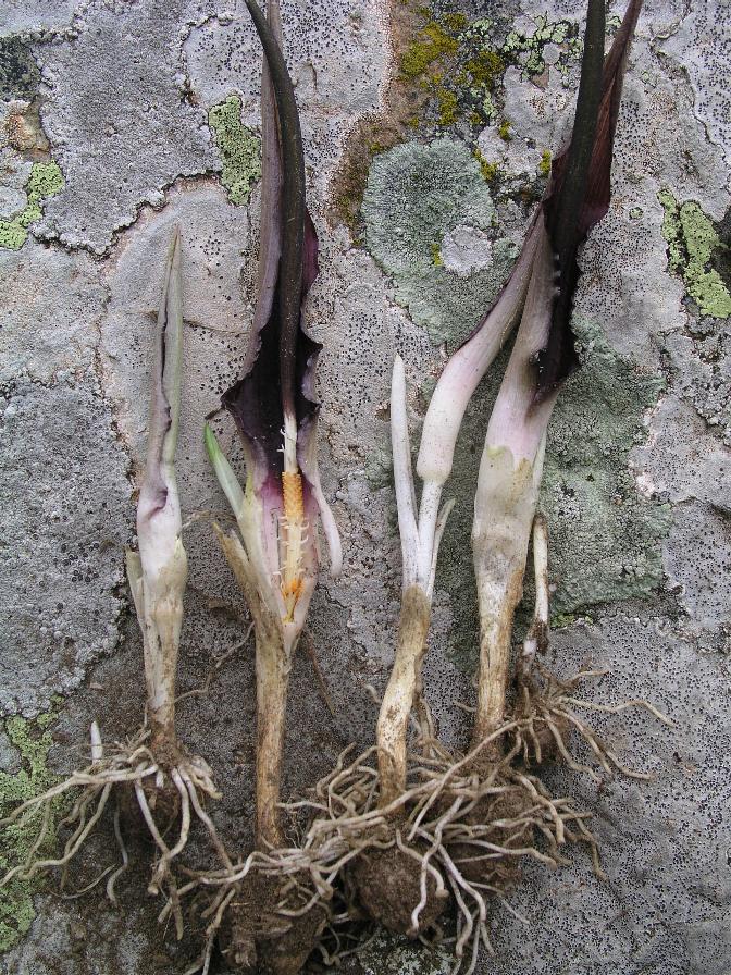 Biarum tenuifolium / Gigaro a foglie sottili