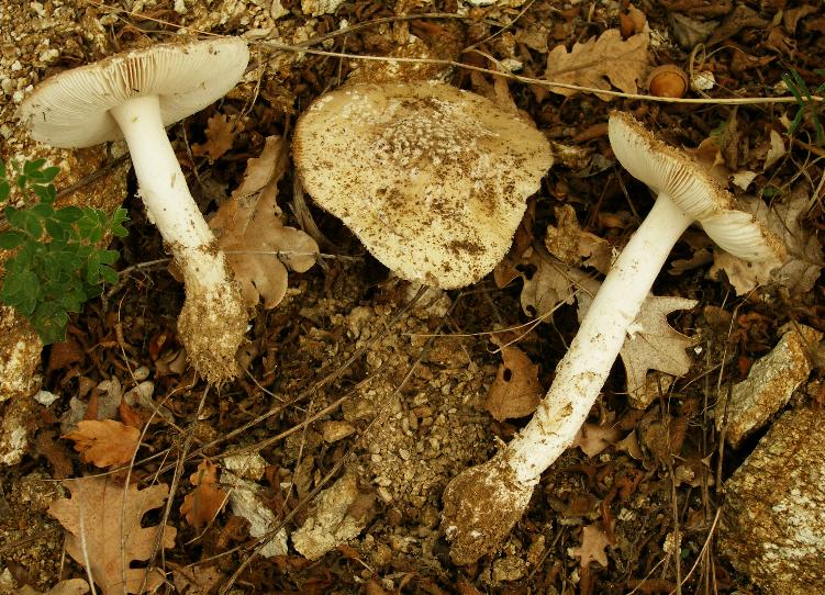 Amanita gilbertii var. gilbertii Beaus.