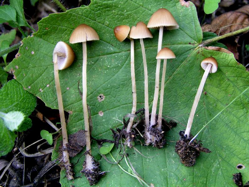 Conocybe....Galerella?