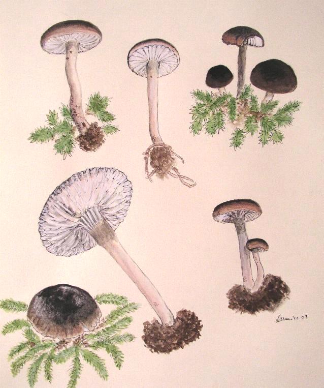 Camarophyllopsis atrovelutina  (Romagn.)  Argaud
