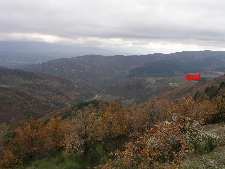 Macrolepiota sp. (cfr. Macrolepiota mastoidea)
