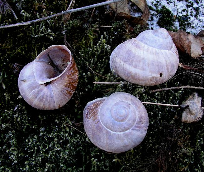 Helix ligata...alpina