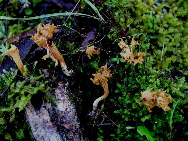 Ramaria clavarioides