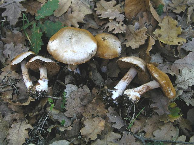 Cortinarius diosmus var.arneosovolvatus