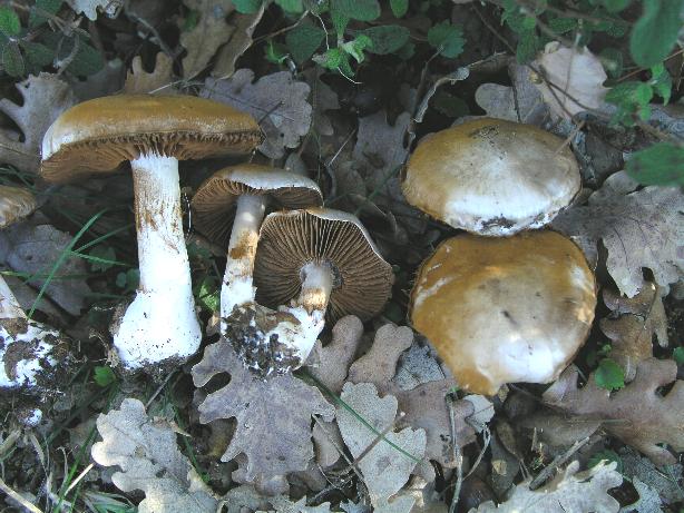 Cortinarius diosmus var.arneosovolvatus