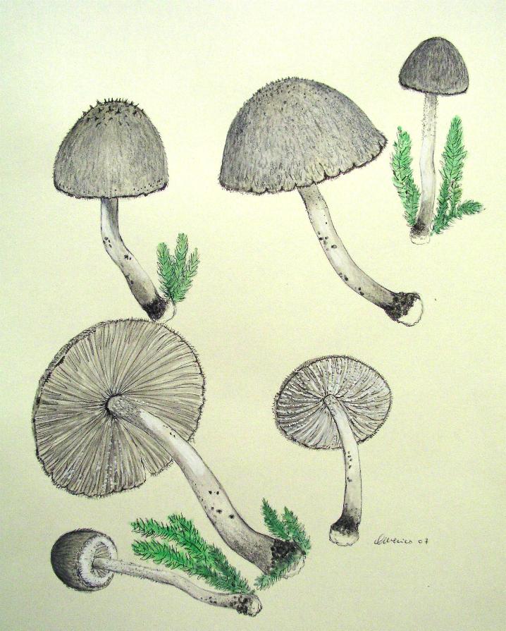 Psathyrella hirtosquamulosa (Peck) A. H. Smith