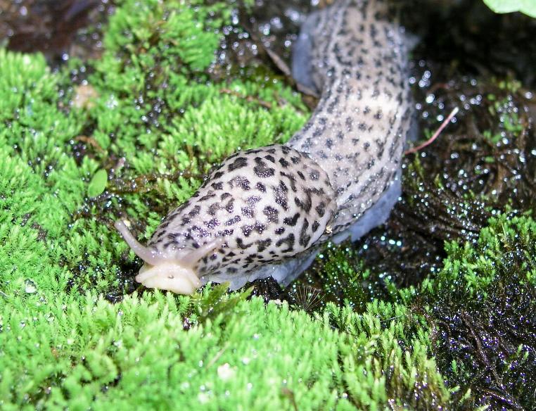 Limax leopardina (L. cf.maximus) da Presila Cosentina (CS)