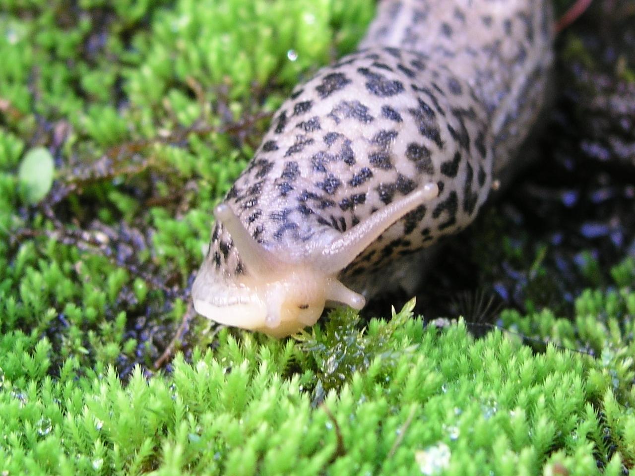 Limax leopardina (L. cf.maximus) da Presila Cosentina (CS)