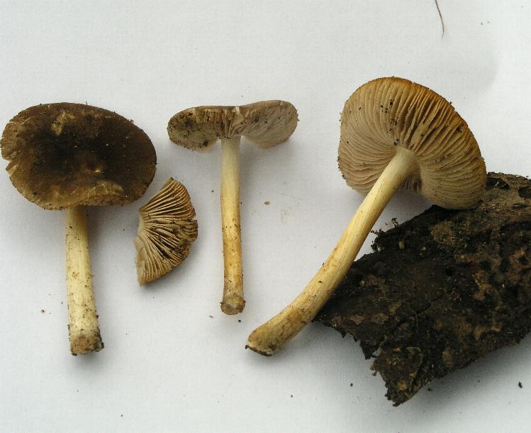 Pluteus cinereofuscus? (cfr. Pluteus nanus)