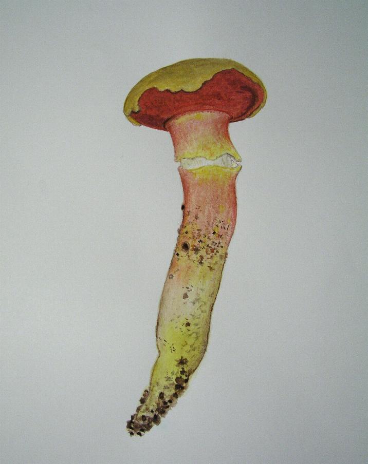 Rubinoboletus rubinus  Pilat & Demerk