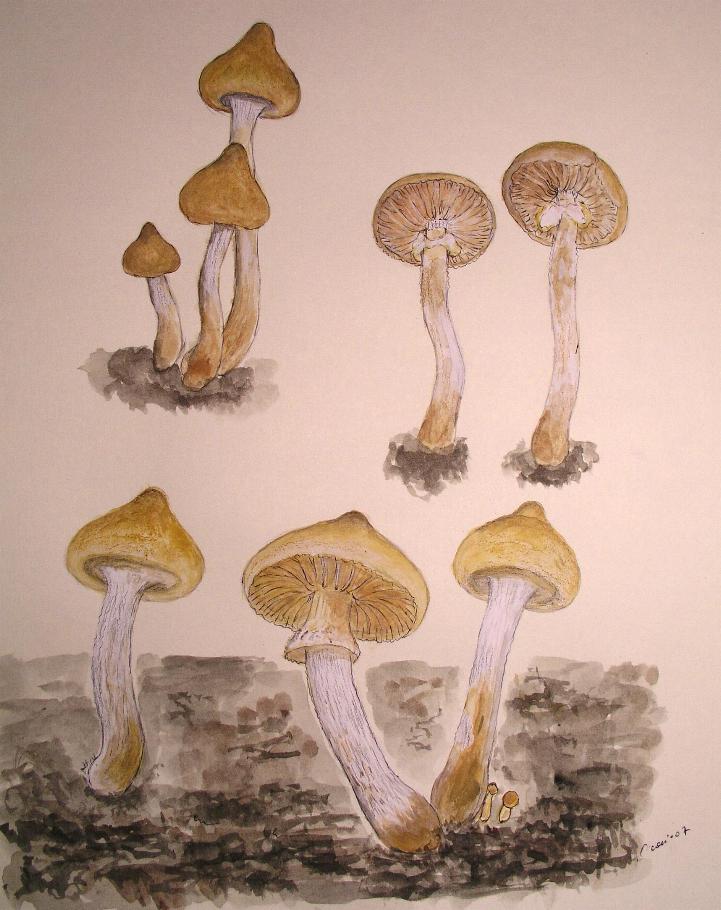 Una Galerina 